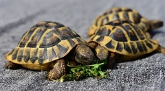 Než můžete živit pozemní želvy, které želvy jedí